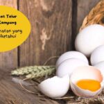 Manfaat telur ayam kampung