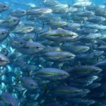 Dampak Perubahan Iklim