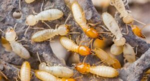 Bukan Cuma Rumah Tinggal, Kantor dan Gudang Juga Bisa Jadi Sasaran Rayap