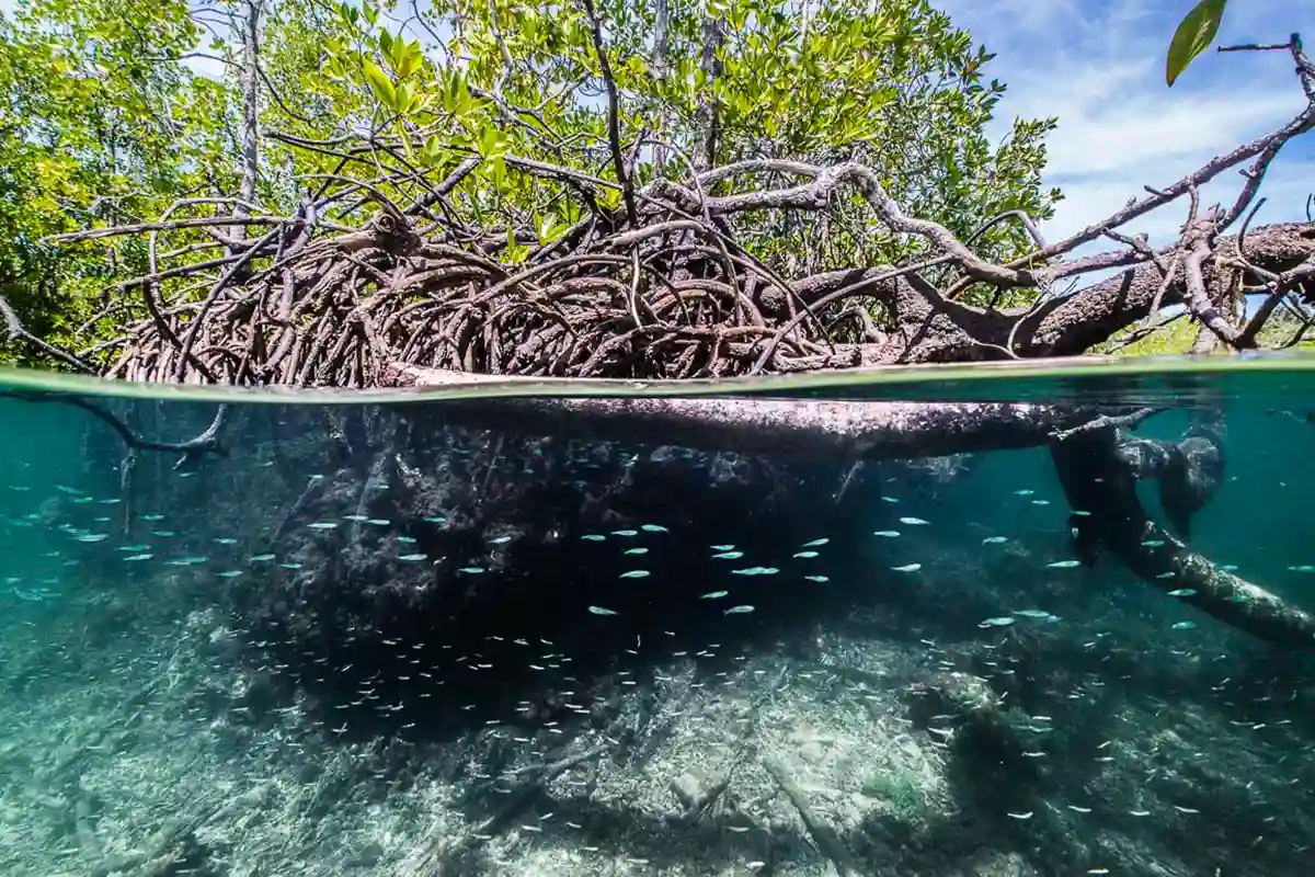 Mangrove Bukan Sekadar Pohon di Tepi Laut