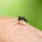Penyakit Chikungunya: Penyebab, Gejala, dan Cara Penularannya Penyakit Chikungunya