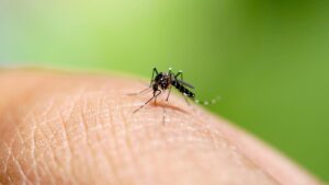 Penyakit Chikungunya