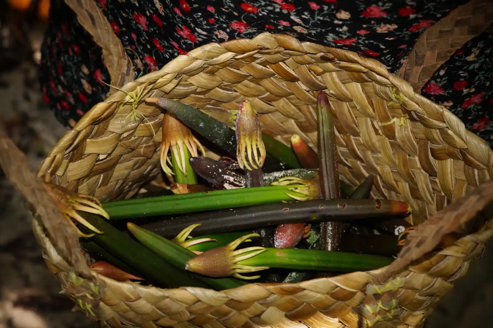buah aibon

#Ecobloggersquad #theasiafoundation   #JagaMangroveJagaRajaAmpat  #merawatmimpi  #menumbuhkaninspirasi