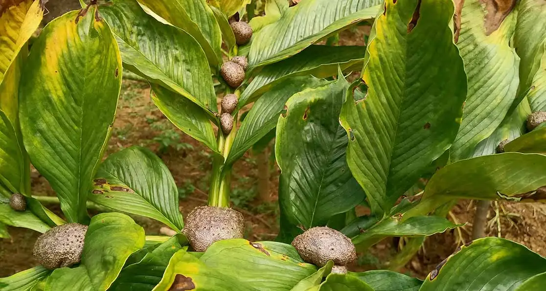 Porang dan Keunggulan dalam Budidaya