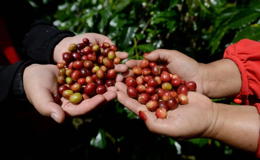 Menonjolkan Kopi yang Berasal dari Daerah Setempat